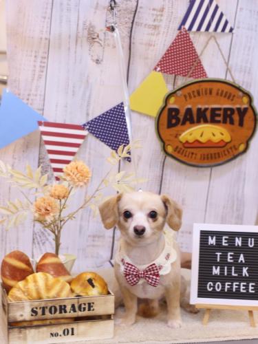 20240903ちくわくん